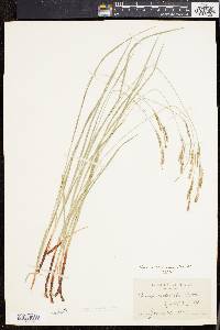 Carex virescens image