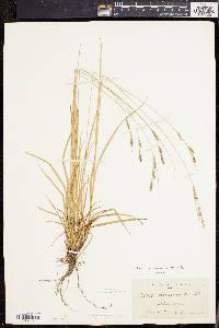 Carex virescens image