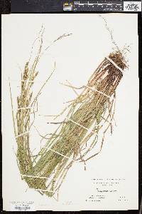 Carex virescens image