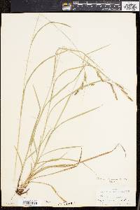 Carex virescens image