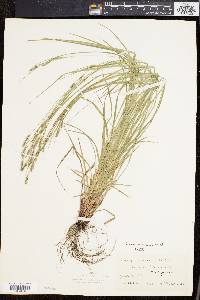 Carex virescens image