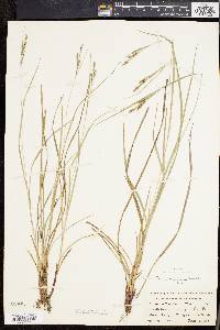 Carex virescens image