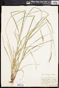 Carex virescens image