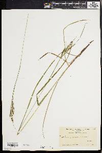 Carex virescens image