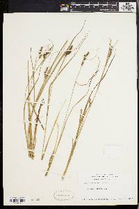 Carex virescens image