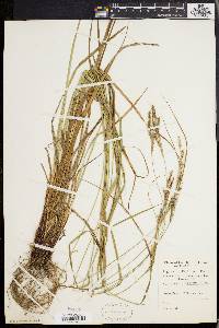 Carex virescens image