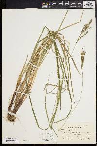 Carex virescens image