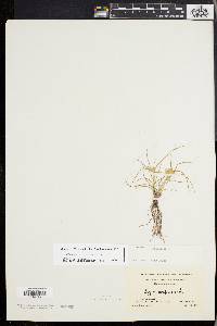 Cyperus compressus image