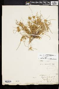 Cyperus compressus image