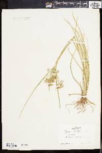 Cyperus dentatus image