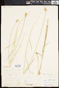 Carex longii image