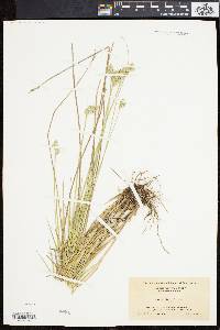 Carex longii image