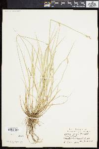 Carex longii image