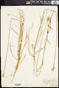 Carex longii image
