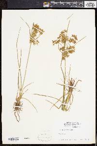 Cyperus dentatus image