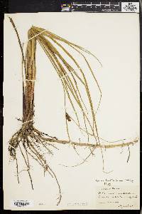 Carex walteriana image