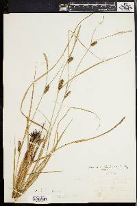 Carex walteriana image