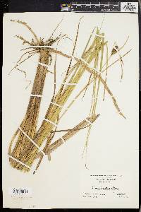 Carex walteriana image