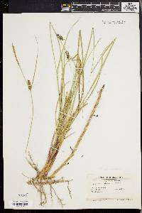 Carex walteriana image