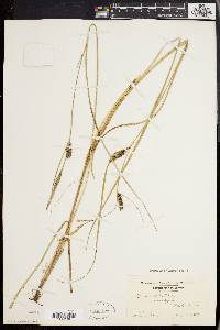 Carex walteriana image