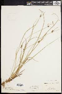 Carex walteriana image