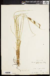 Carex walteriana image