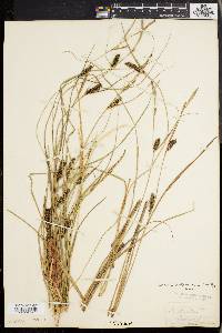 Carex walteriana image