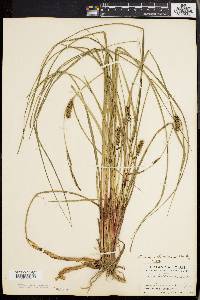 Carex walteriana image