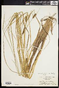 Carex walteriana image