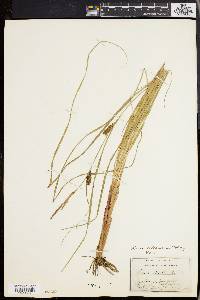 Carex walteriana image