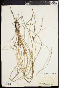 Carex walteriana image