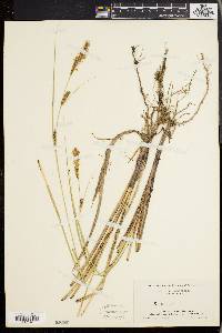 Carex walteriana image