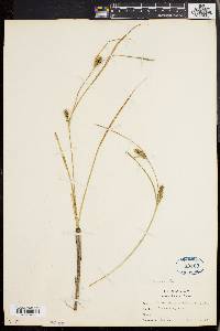 Carex walteriana image