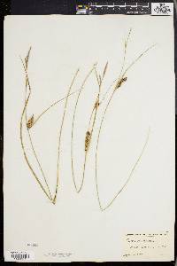 Carex walteriana image