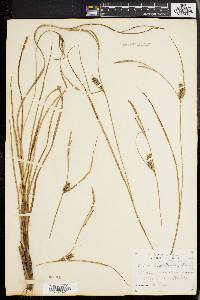 Carex walteriana image