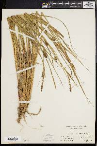 Carex walteriana image