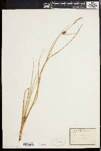 Carex walteriana image