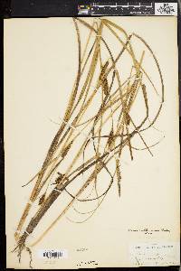 Carex walteriana image