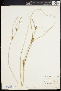 Carex walteriana image