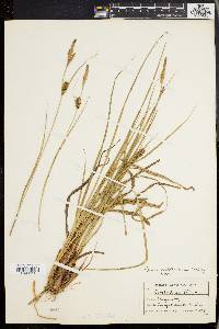 Carex walteriana image