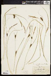 Carex walteriana image