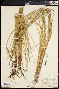 Carex walteriana image