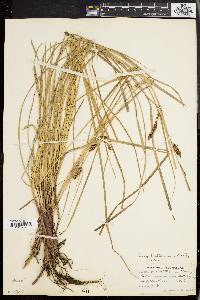 Carex walteriana image