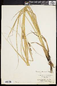 Carex walteriana image