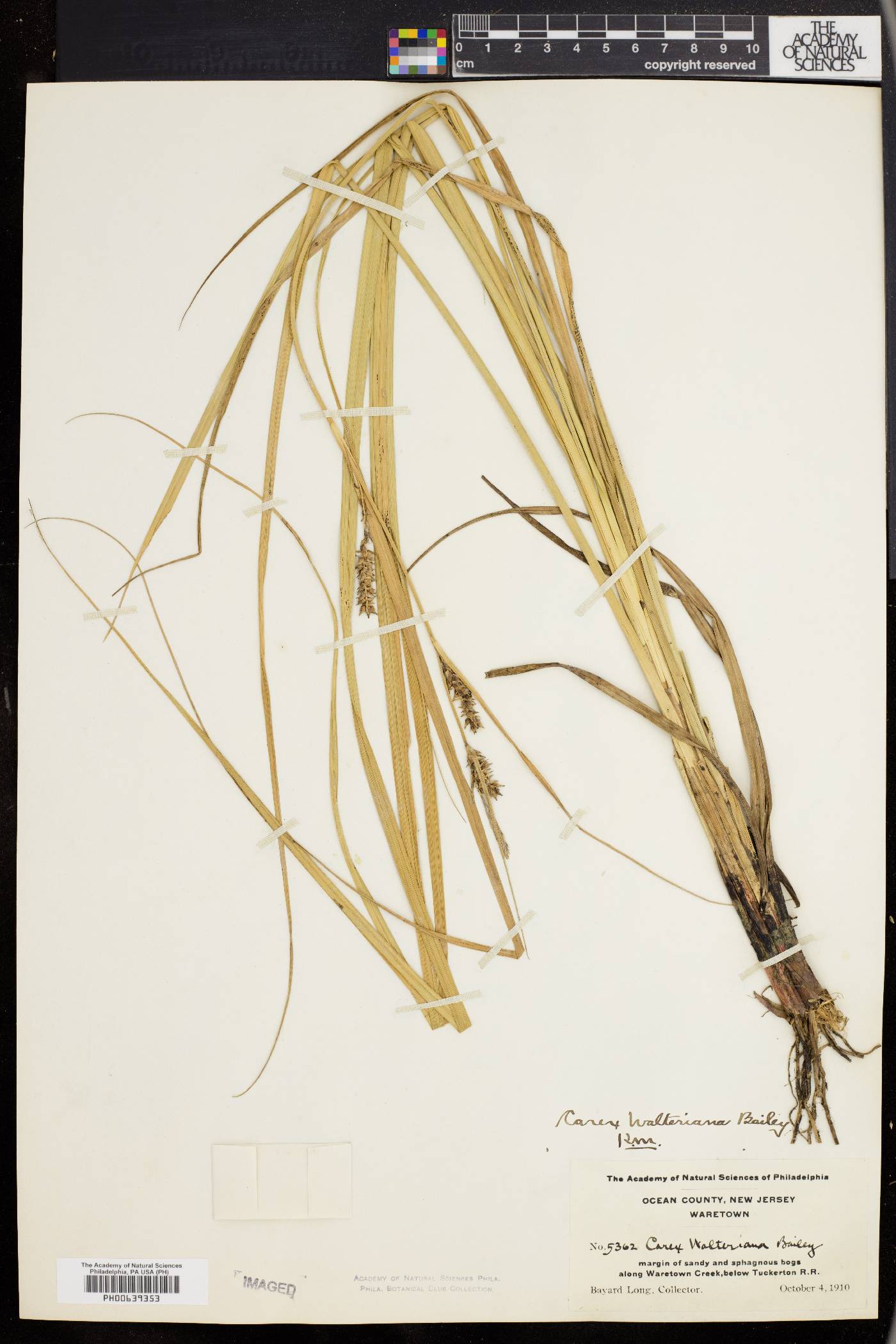 Carex walteriana image