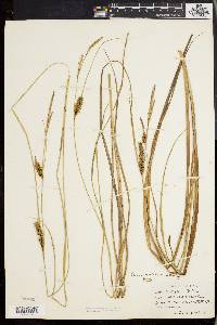 Carex walteriana image