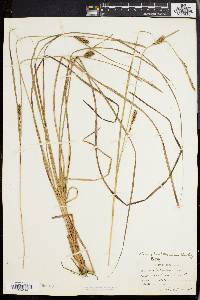 Carex walteriana image