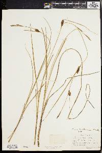 Carex walteriana image