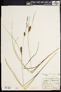Carex walteriana image