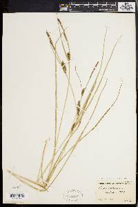 Carex walteriana image